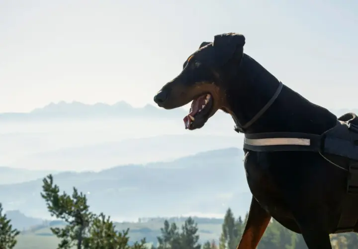 Doberman na spacerze drogą pod reglami z psem, podziwia widok na mgliste góry.