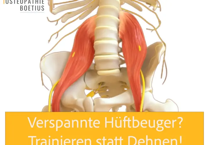 Anatomische Darstellung der Hüftbeuger-Muskulatur. Osteopathie Boetius hilft bei verspannten Hüftbeugern. Trainieren statt dehnen!