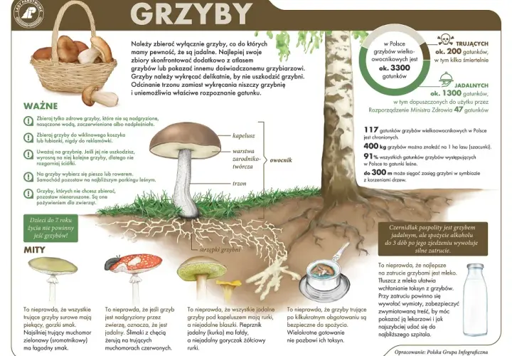 Jakie grzyby listopadowe warto zbierać: kompletna lista gatunków