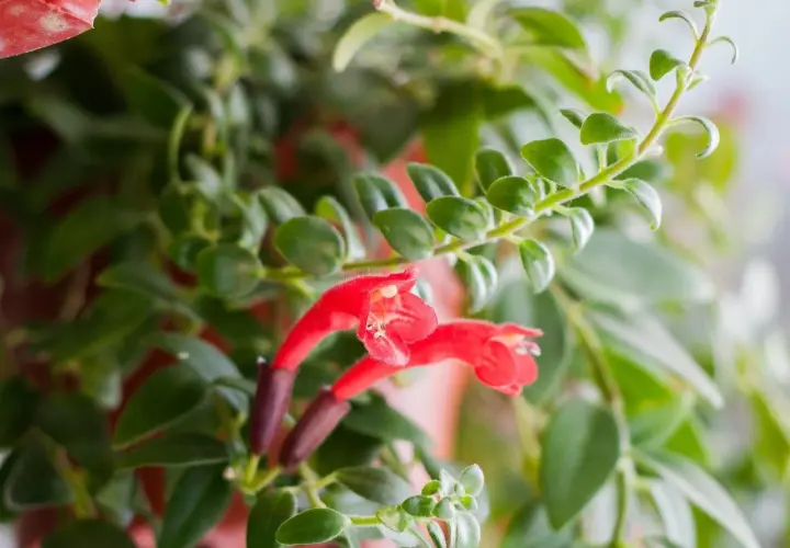 Aeschynanthus z czerwonymi kwiatami, idealny do wiszących doniczek. Pielęgnacja tej rośliny jest prosta, wymaga jasnego światła i umiarkowanego podlewania.