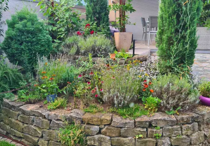 Ein üppiger natur garten mit Lavendel, Zinnien und Koniferen auf einer Steinmauer.