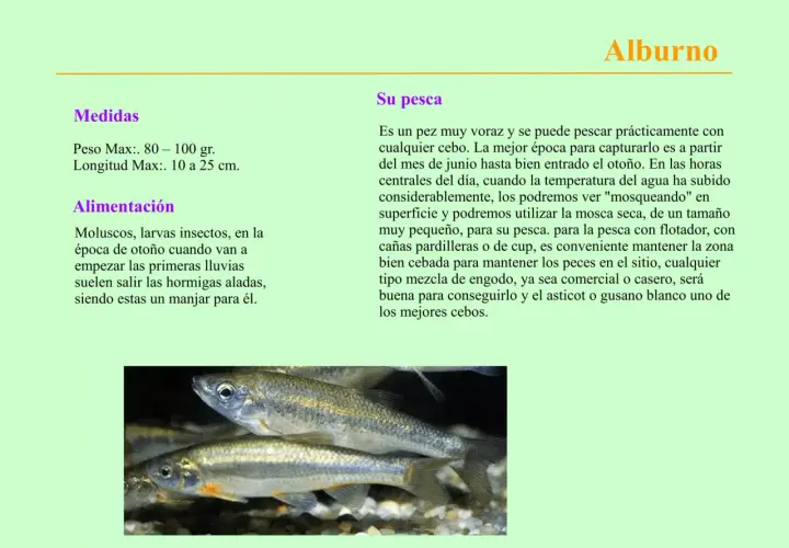 Primer plano de peces de pantano plateados con detalles dorados, nadando en aguas poco profundas.