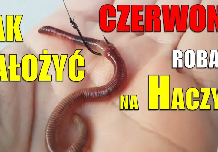 Jak założyć dżdżownicę na haczyk? 4 metody na więcej brań!