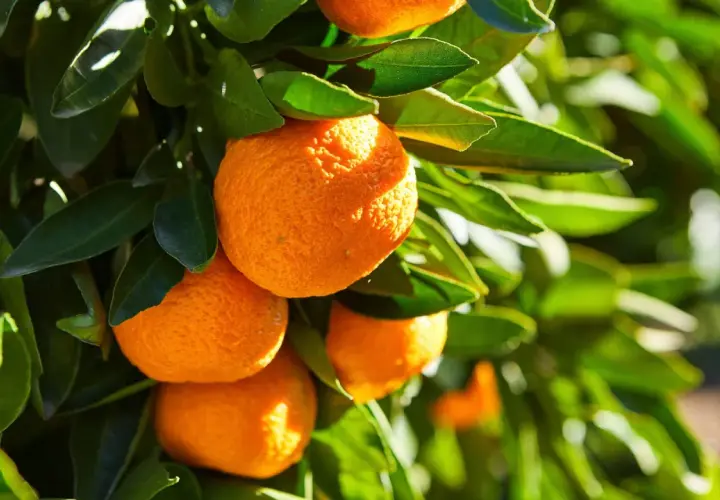 Reife, sonnengeküsste **Orangen lagern** an einem Baum, umgeben von sattgrünen Blättern.