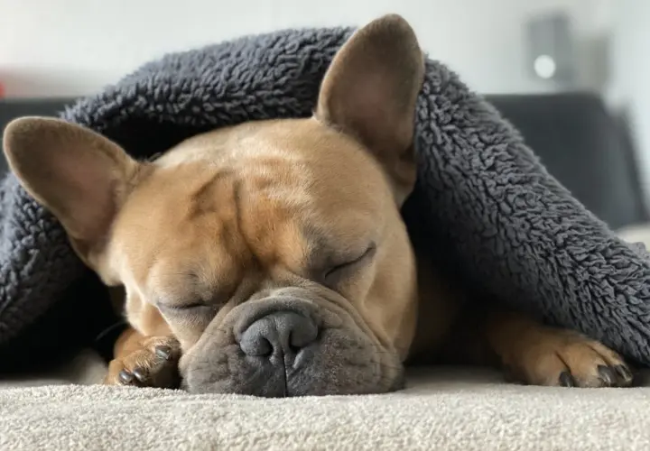 Słodki buldog francuski śpi pod kocem na swoim wygodnym legowisku.