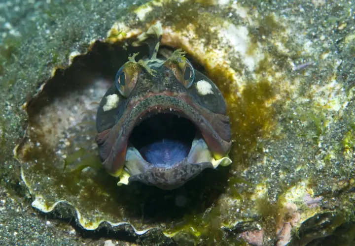 Otwarta paszcza ryby, jakby krzyczała "fish" po angielsku, ukryta w skalnej grocie.