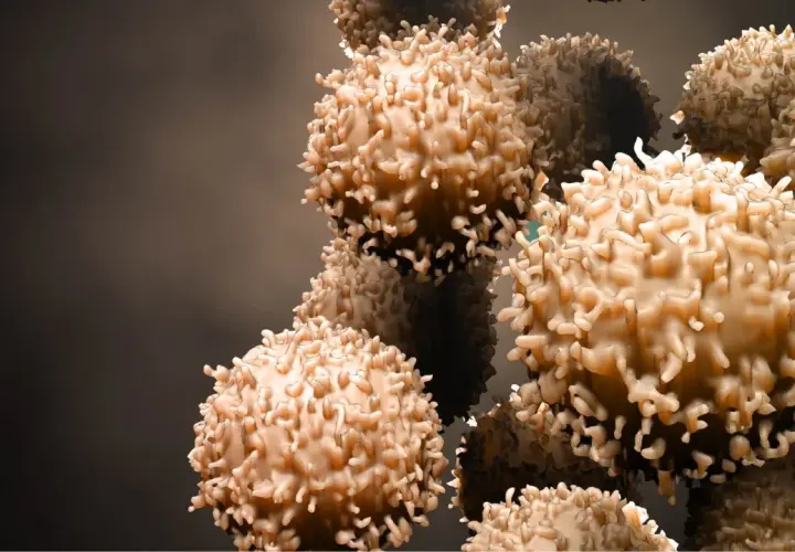 Des cellules immunitaires, peut-être affaiblies, se regroupent dans un espace sombre.