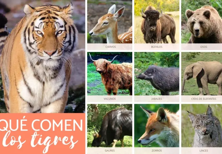Un collage de animales salvajes, incluyendo un tigre, ciervos, búfalos, osos, vacunos, jabalíes, crías de elefantes, gaur, zorros y linces. La imagen principal pregunta: ¿Qué comen los tigres?