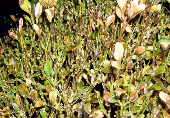 Rami di bosso con foglie secche e marroni, segno di malattie del bosso.