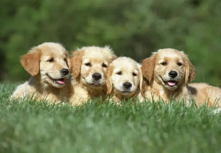 Ile szczeniąt rodzi golden retriever? Średnio 6-8, ale są wyjątki