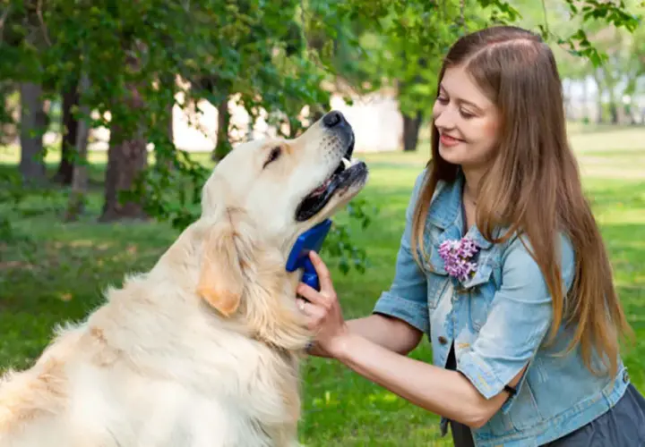Golden Retriever: Czy to pies dla Ciebie? Sprawdź, zanim kupisz!