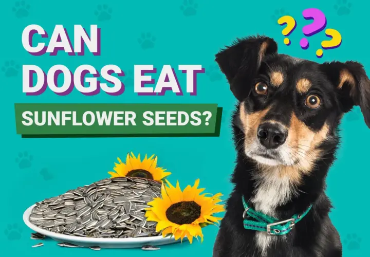 A curious dog looks at a plate of sunflower seeds and sunflowers, wondering, "Can dogs eat sunflower seeds?