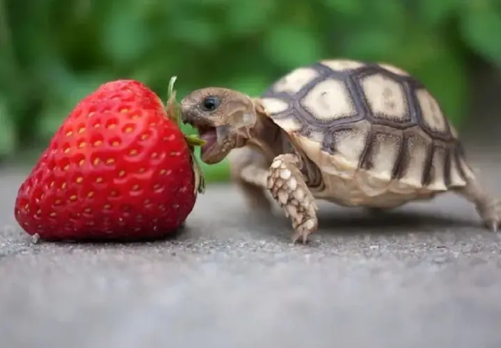 Una tortuga bebé mordisquea una fresa, mostrando qué comen las tortugas.