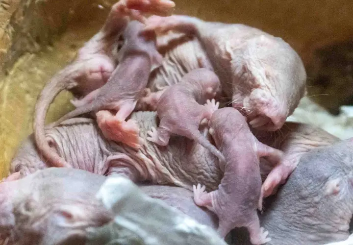 Un grupo de crías de rata topo, rosadas y sin pelo, se acurrucan juntas.