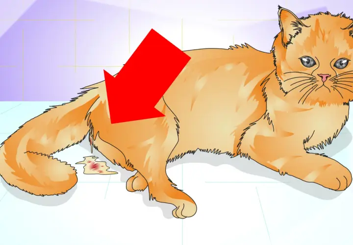 Gato naranja con una flecha roja apuntando a una herida o cicatriz en su costado, con sangre y líquido. Podría ser una cicatriz de gata castrada.