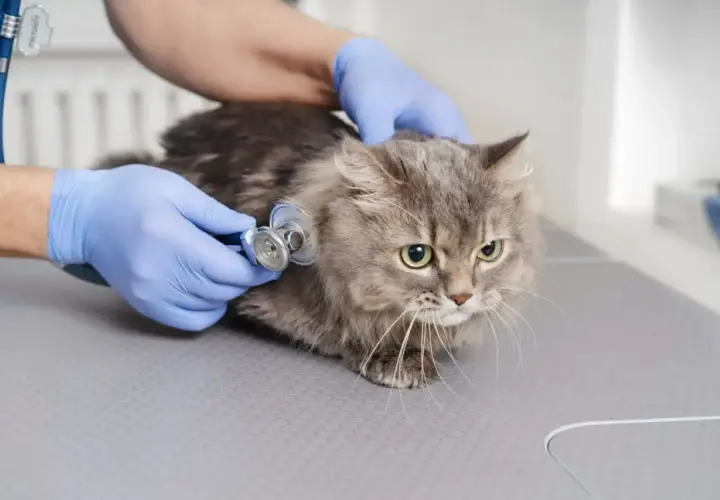 Weterynarz osłuchuje kota, oceniając jego stan zdrowia. Ważne jest szybkie rozpoznanie zapalenia trzustki u kota, rokowania zależą od wczesnej diagnozy.
