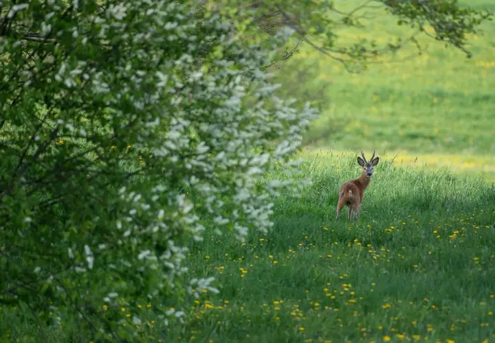 Jak zostać fotografem przyrody - kluczowe umiejętności i porady