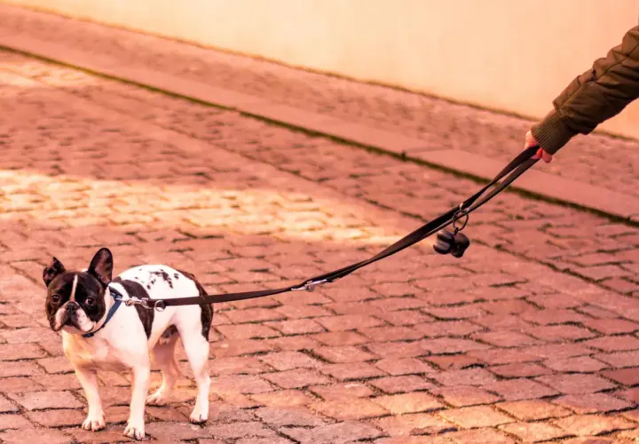 Mi perro se queda parado en la calle, un bulldog francés blanco y negro, con su correa sujeta por una mano.