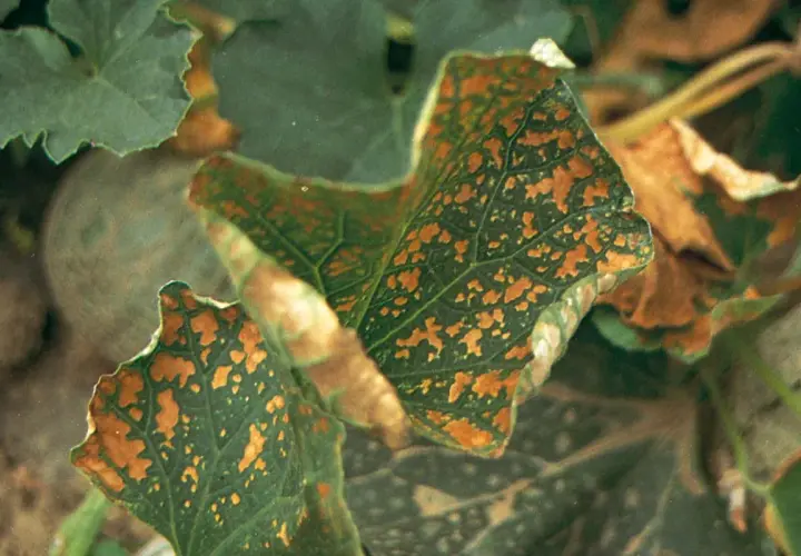 Foglie di zucca con macchie marroni, sintomo di carenza di calcio. Rimedi naturali per piante sane.