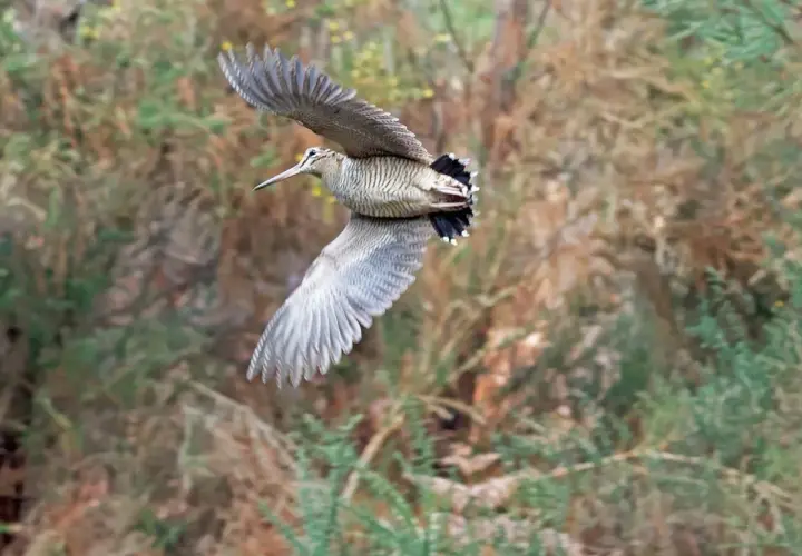 Une bécasse des bois en vol, ailes déployées, se faufile dans la végétation dense.