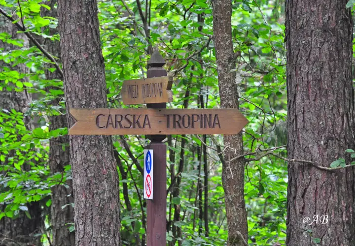 Drewniany drogowskaz "Carska - Tropina" w lesie.