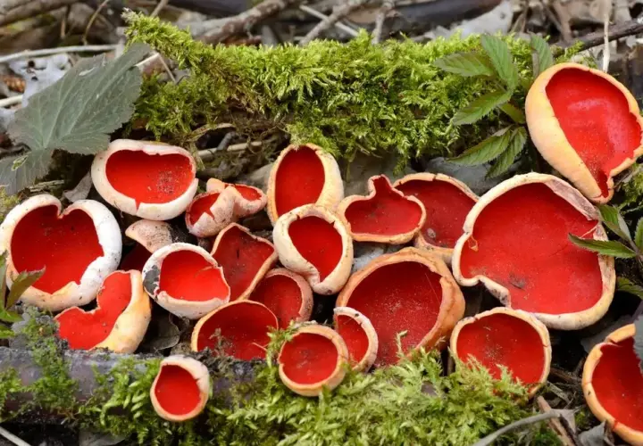 Czarka szkarłatna: informacje, przepis, jadalność