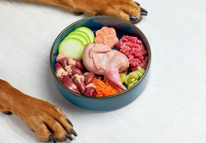 Un cuenco azul con ingredientes frescos para menús para perros: codorniz, corazones, carne picada, calabacín, zanahoria y apio. Patas de perro observan.