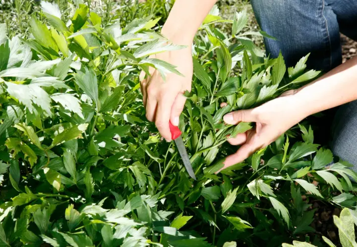Hände ernten mit einem Messer frisches Maggikraut im Garten. Die grünen Blätter duften intensiv.
