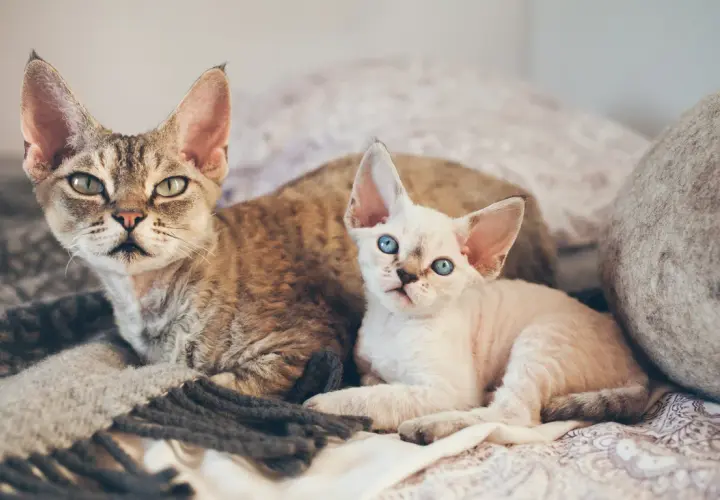Dwa koty rasy devon rex: jeden pręgowany, drugi jasny z niebieskimi oczami, leżą na kocu.