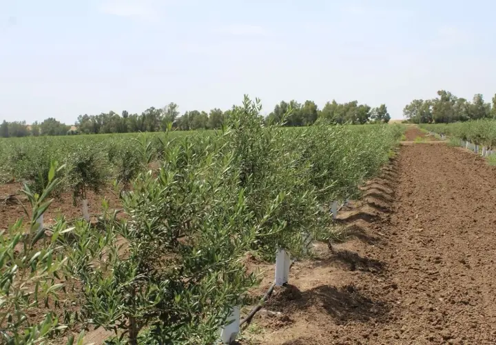 Filari di giovani ulivi in un campo, con tubi neri che indicano un sistema di irrigazione oliveto fai da te.