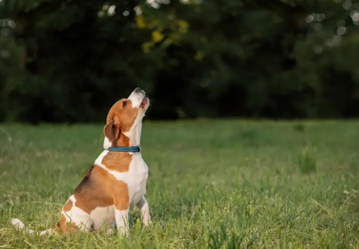 Perro beagle sentado en la hierba, mirando hacia arriba. ¿Cómo hacer que un perro deje de ladrar?