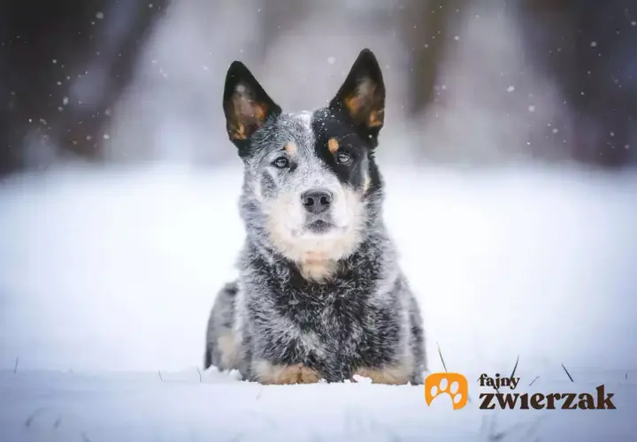 Australian stumpy tail cattle dog w zimowej scenerii, z płatkami śniegu wokół.