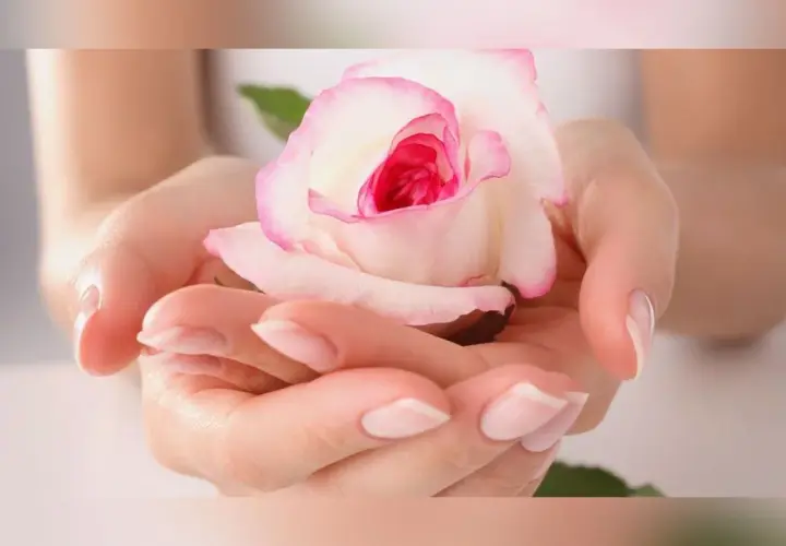 Mains délicates tenant une rose blanche aux bords roses, une fleur symbolique de tendresse et de beauté.