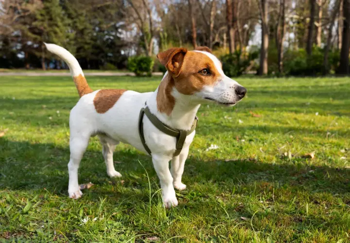 Jack Russell Terrier o żywym usposobieniu, w zielonej obroży, stoi na trawie w parku.