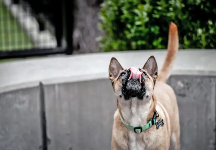 A dog with a green collar is licking the air, its pink tongue extended.