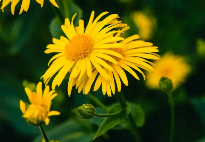 Fiori gialli luminosi di arnica pianta, con petali sottili e un centro dorato, su uno sfondo verde scuro.