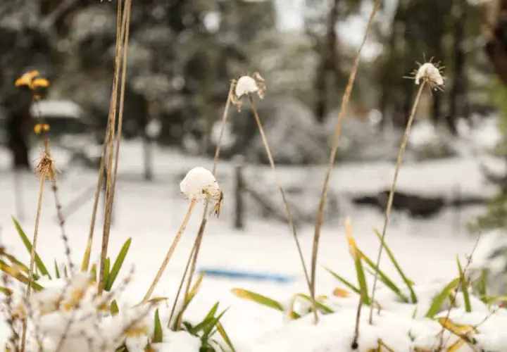 Tiges sèches d'agapanthe couvertes de neige, comme un gel délicat. Le paysage hivernal est flou en arrière-plan.