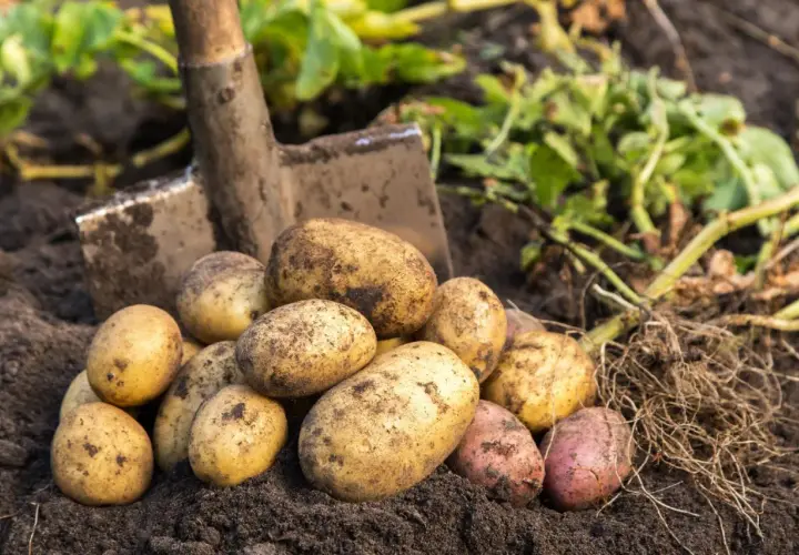 Frisch geerntete, erdige Kartoffeln liegen neben einer Schaufel im Boden. Diese guten Nachbarn Kartoffeln versprechen ein leckeres Essen.