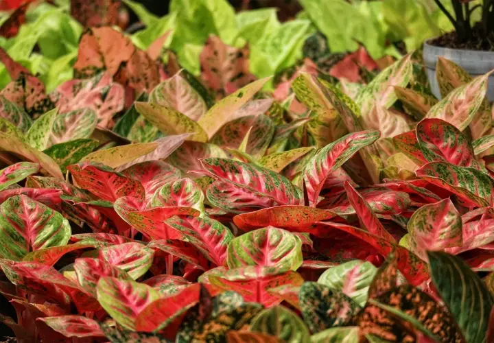 Mnóstwo kolorowych aglaonema odmiany w odcieniach zieleni, różu i czerwieni tworzy gęsty, bujny dywan roślin.
