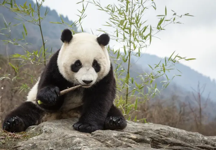 Siedząca panda gryzie gałązkę. Czy panda to niedźwiedź? To pytanie nurtuje wielu, ale ta urocza panda z pewnością wygląda jak mały, futrzasty niedźwiadek.