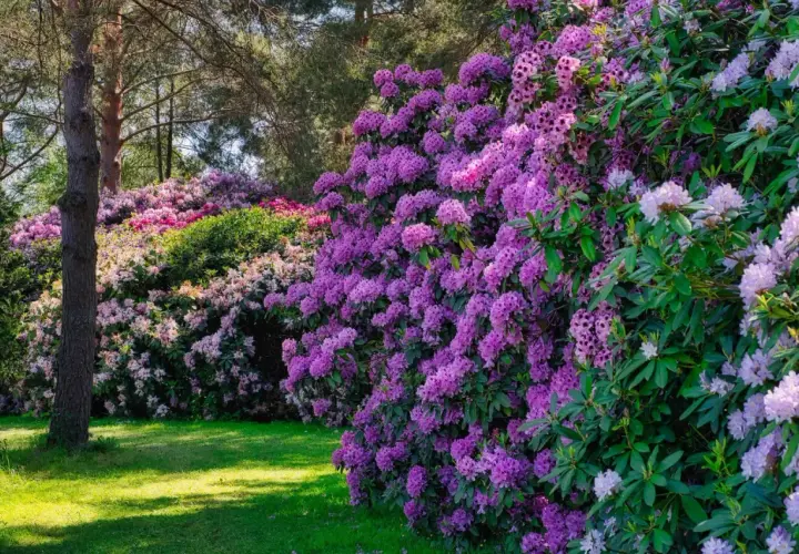 Kwitnące rododendrony w odcieniach fioletu i różu tworzą barwną ścianę. Zastanawiasz się, jak długo kwitnie rododendron? Wiosną zachwyca obfitością kwiatów.