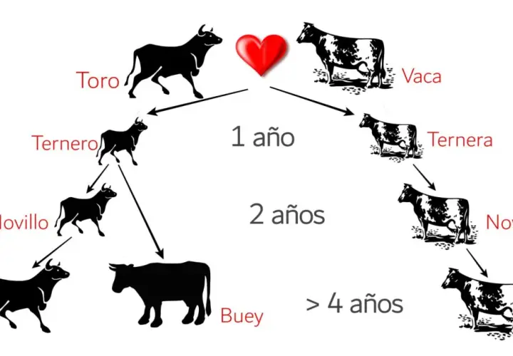 Diagrama del ciclo de vida de un toro y una vaca. Muestra cómo un ternero se convierte en novillo, luego en toro o buey, y una ternera en novilla y luego en vaca.