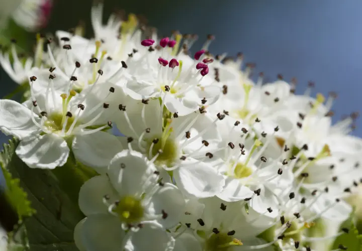 Fiori di biancospino, noti per le loro proprietà benefiche, con petali bianchi e stami scuri.