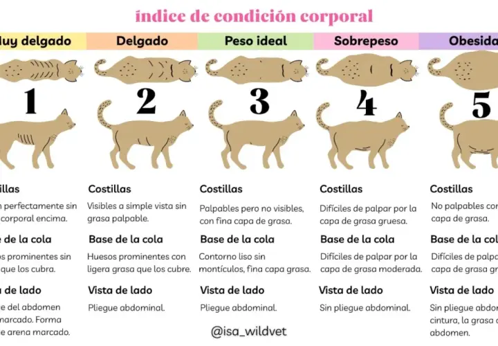 Guía visual para saber cuanto pesa un gato, desde muy delgado a obeso, con descripciones de costillas, cola y abdomen.