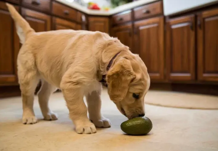 Un cachorro curioso explora un aguacate en la cocina, descubriendo que los perros pueden comer aguacate.