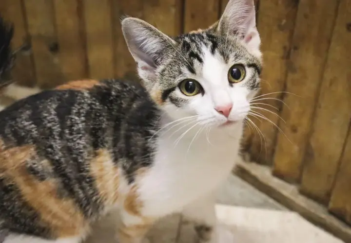 A curious calico cat with striking eyes. These beautiful felines often enjoy a long calico cat lifespan, bringing joy for many years.