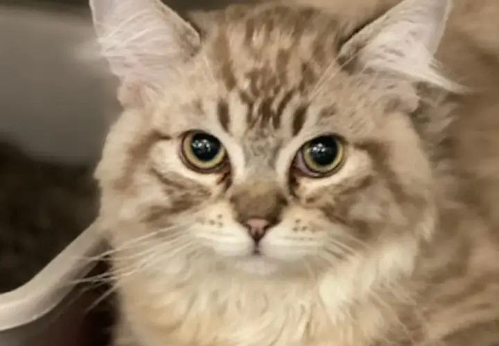 A fluffy cat with striking eyes looks up, perhaps showing signs of arthritis in cats.