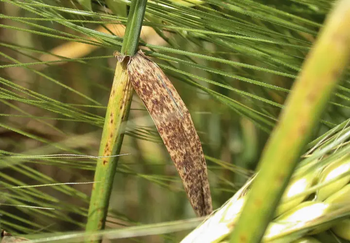 Braune Flecken auf einem Gerstenblatt, Anzeichen von Ramularia gerste.