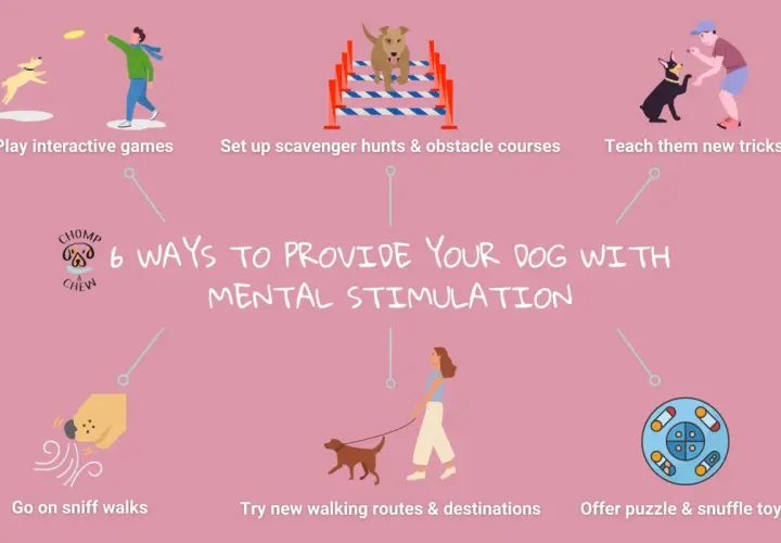 6 ways to provide your dog with mental stimulation: play games, set up obstacle courses, teach tricks, go on sniff walks, try new routes, and offer puzzle toys.