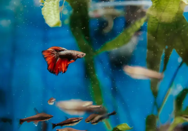En kampfisk med röda fenor simmar i ett akvarium. Flera andra små fiskar syns i bakgrunden. Kampfisk akvarium storlek kan variera.
